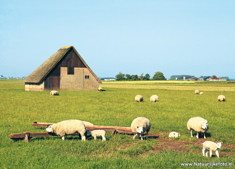 Sheep farm on Texel postcard (0253)