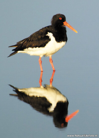 Eurasian oystercatcher postcard (0254)