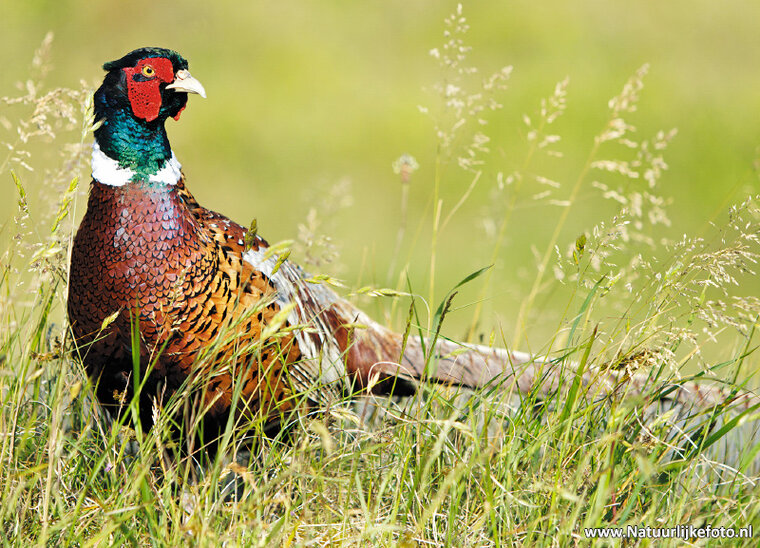 Common pheasant postcard (0267)