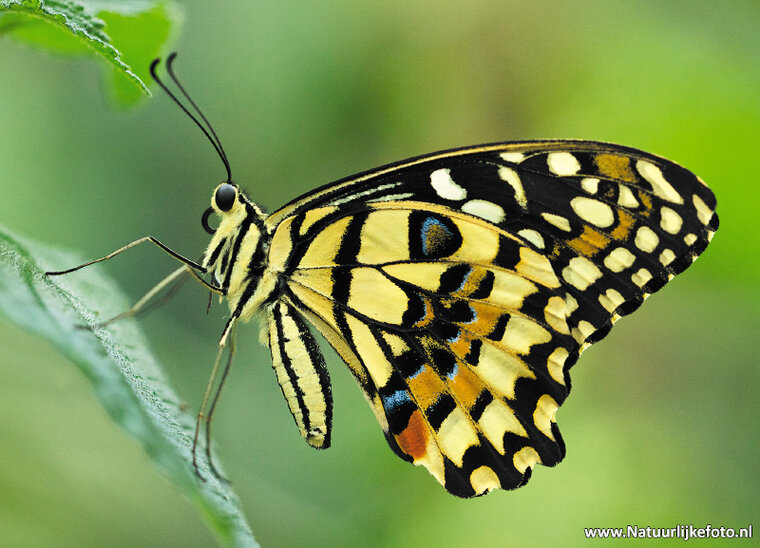 postcard lemon butterfly (0270)