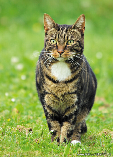 postcard cat