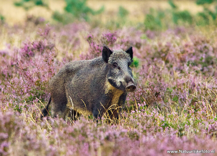 Wild boar postcard (0279) Wild boar postcard (0279)