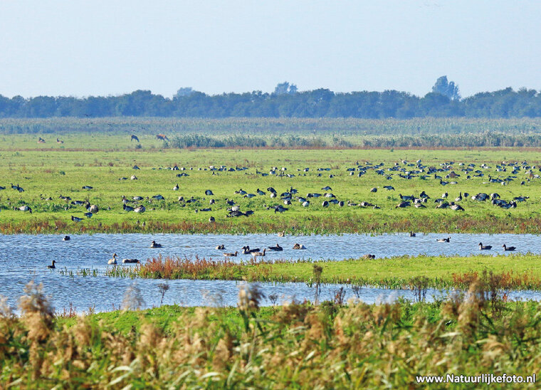 Oostvaardersplassen postcard (0282)