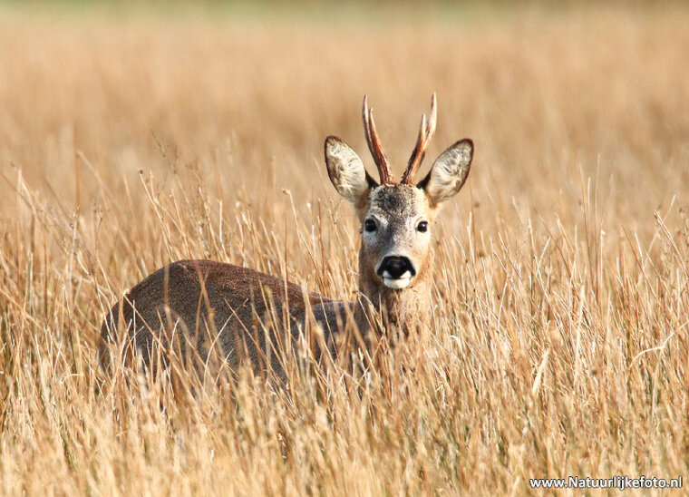 Deer postcard (0289) Deer postcard (0289)