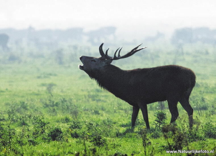 Burlend Red deer postcard (0290)