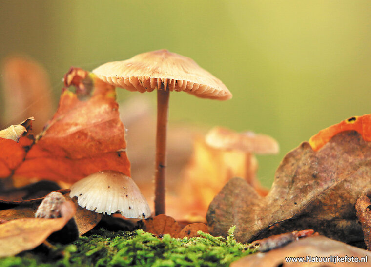 Mushrooms in Autumn postcard (0292)