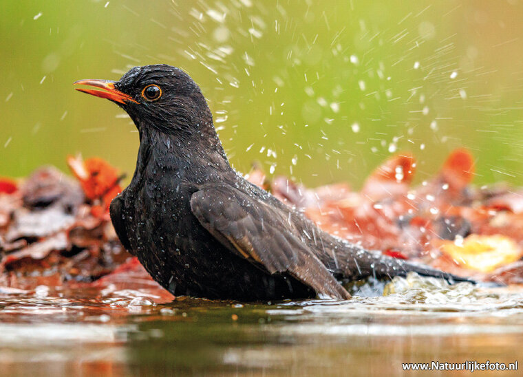 Common blackbird postcard (0296)