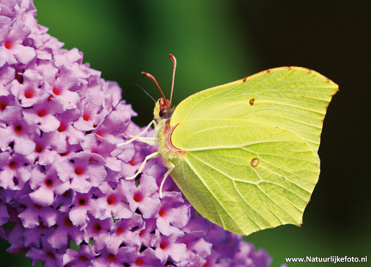 postcard lemon butterfly (0102)