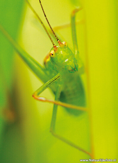 Golden grasshopper postcard (0103) Golden grasshopper postcard (0103)