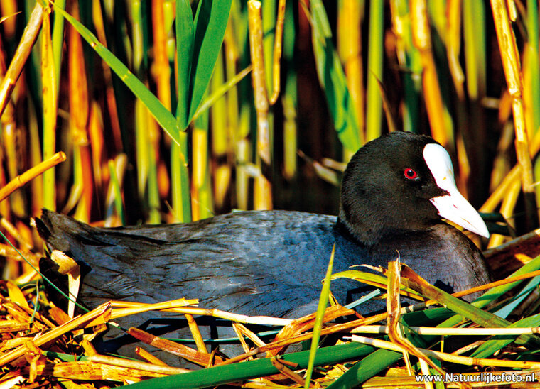 Eurasian Coot postcard (0105)