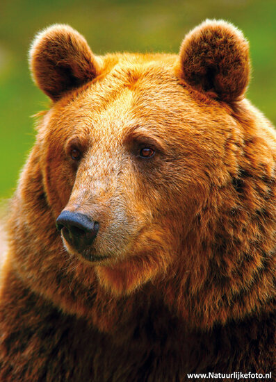 Kodiak bear postcard (0109)