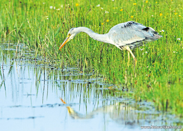 Grey heron postcard (0110)