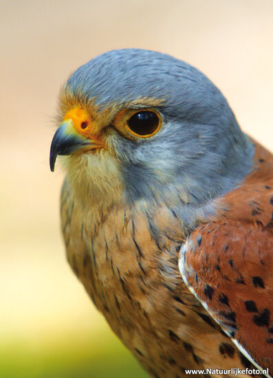 Common Kestrel postcard (0113)