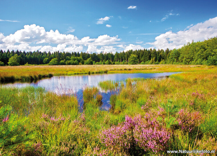 Blanke Veen - Grolloo postcard (0126)