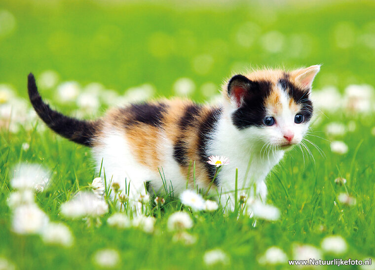Cat in flower field postcard (0134)