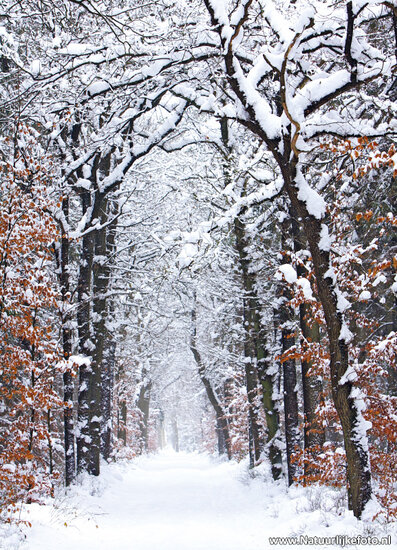 Forest Mensinge postcard (0138)