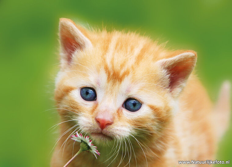 postcard cat with daisy (0141)