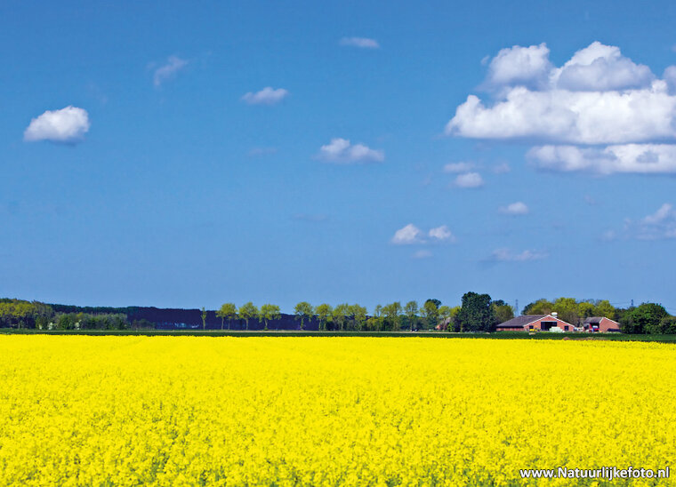 Rapeseed Fields postcard (0147)