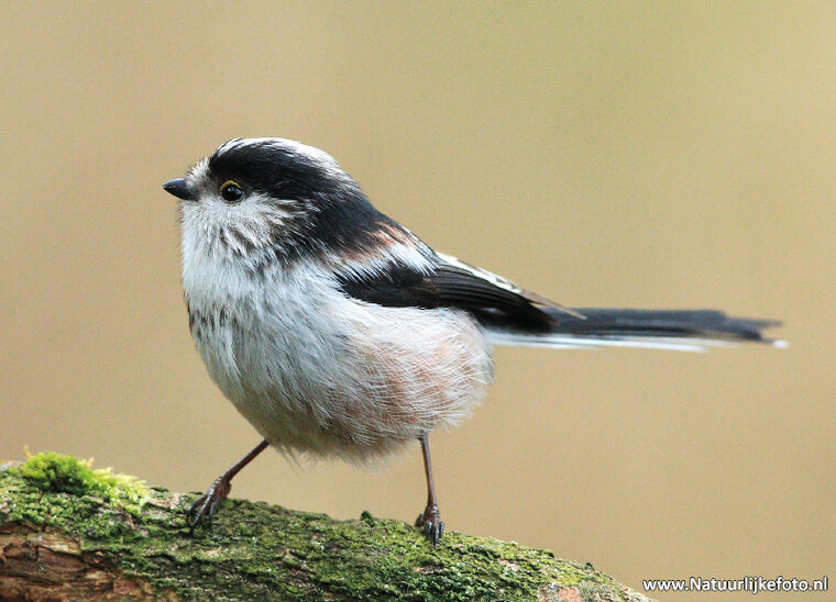 Long tailed Tit postcard (0152)