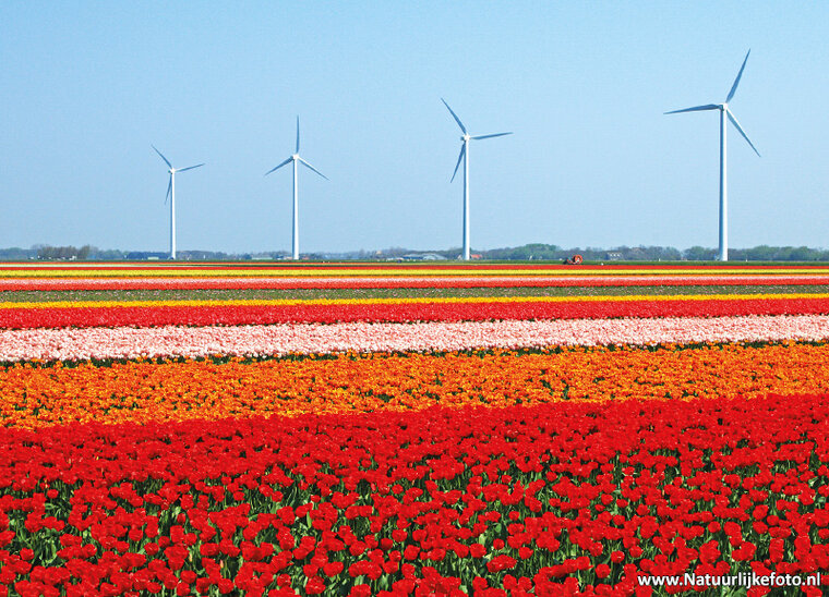 Tulips with windmills postcard (0158)