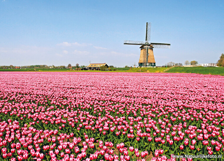 Mill Berkmeer postcard - with tulips (0159) Mill Berkmeer postcard - with tulips (0159)