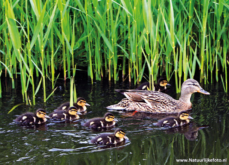Duck with ducklings postcard (0162)
