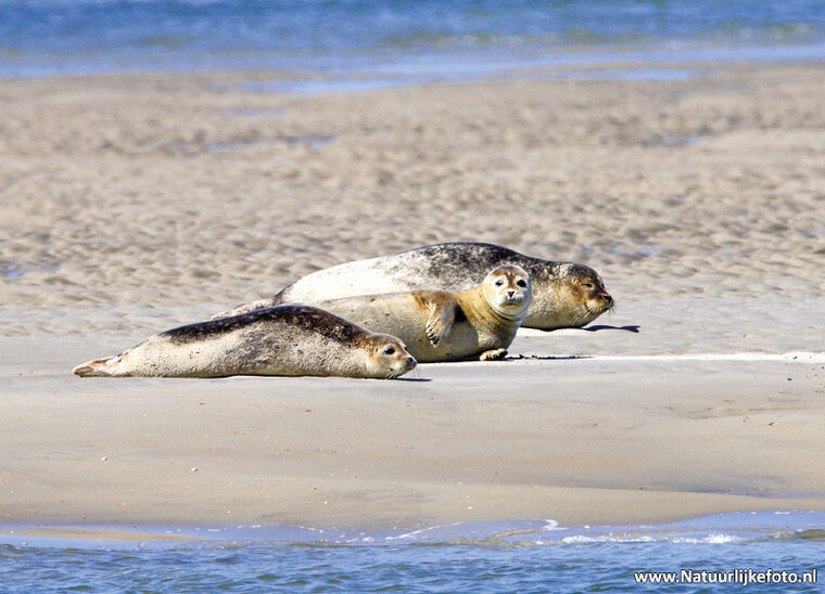 Earless seals postcard (0165)