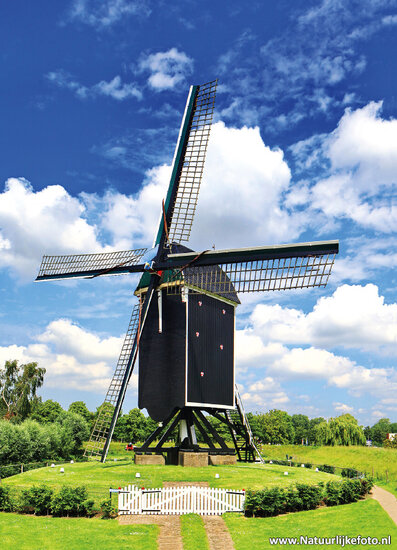 Mill postcard - 't Vliegend Hert Brielle (0174)