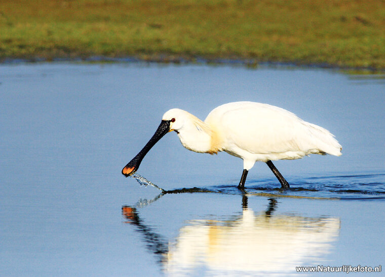 Eurasian spoonbill postcard (0179)