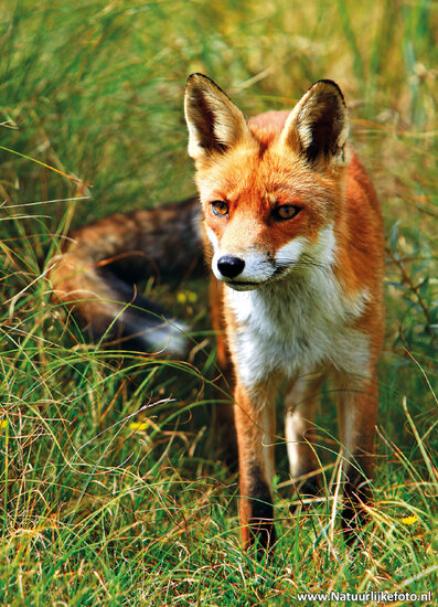 postcard Fox (0187)