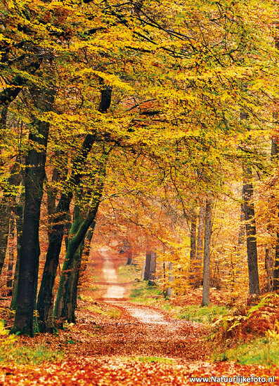 Autumn postcard - lane (0191)