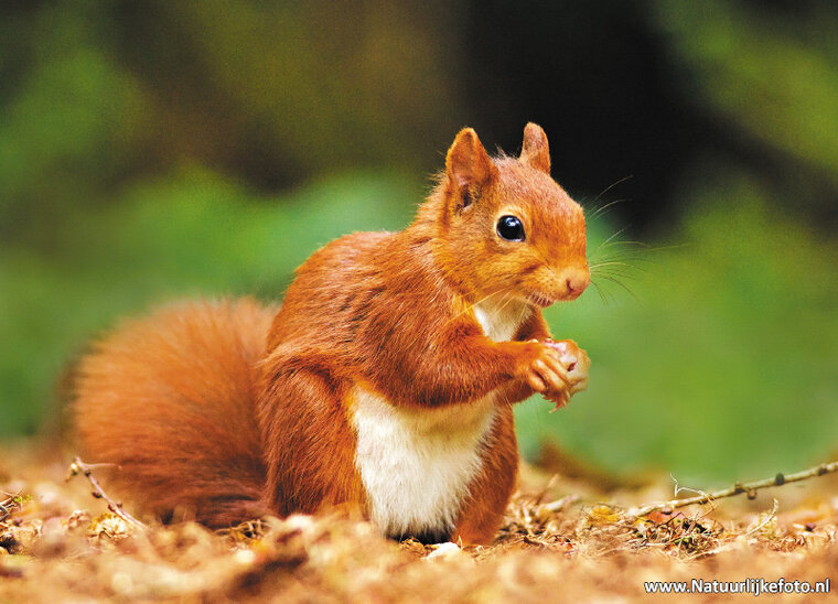 postcard red squirrel