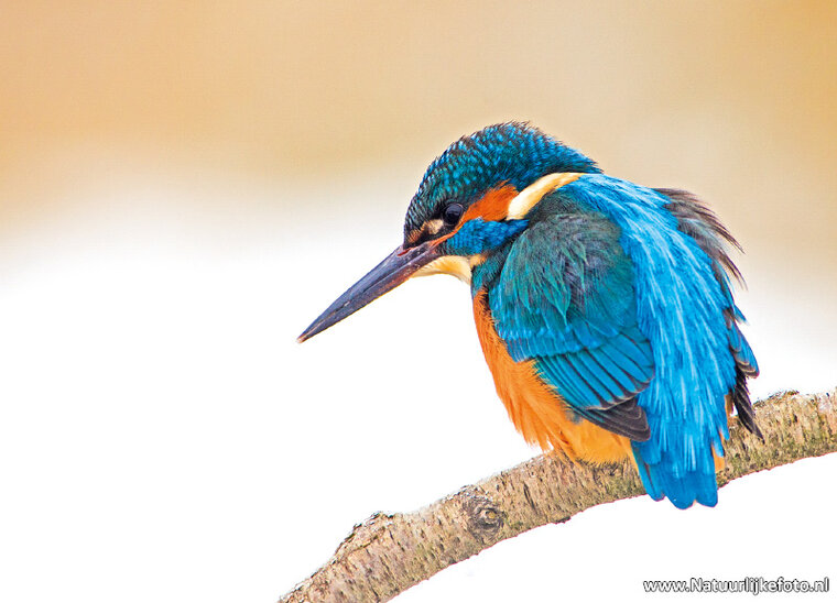 Kingfisher postcard (0198)