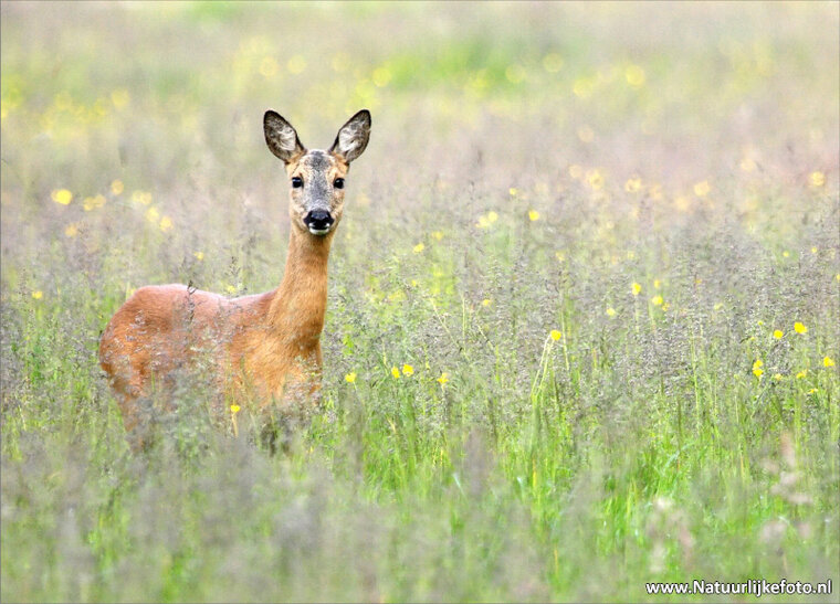 Deer postcard - wildlife postcards (0006)