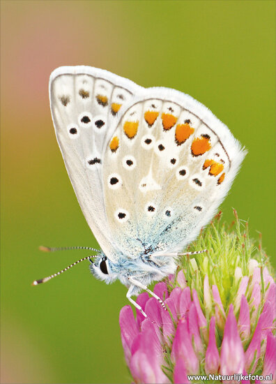 Butterfly postcard - Common blue (0001)