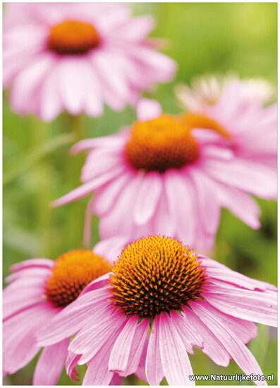 coneflowers postcard (0002)