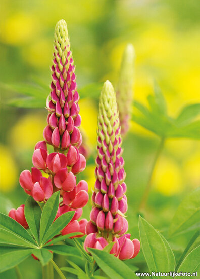 postcard lupine flowers (0009)
