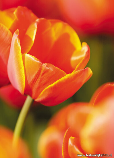 postcard red-yellow tulip (0010)