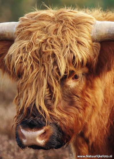 Scottish Highlander postcard - wildlife postcards (0011)