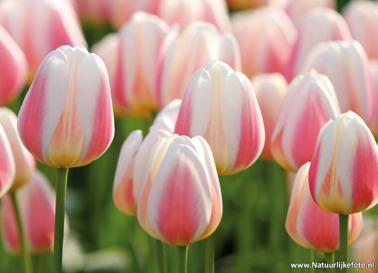 postcard tulip field flowers (0013)
