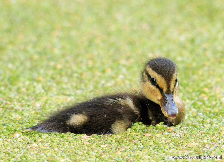 Young duckling bird postcard (0014)