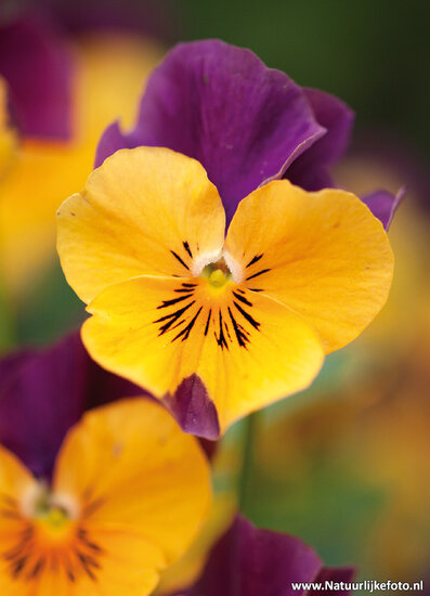 postcard viola flower (0015)