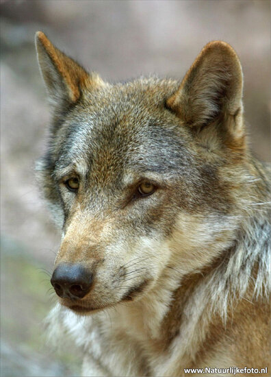 Zoo postcard wolf (0018) Zoo postcard wolf (0018)