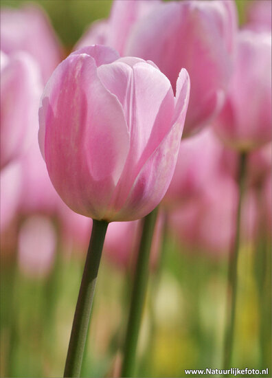 postcard pink tulip (0020)