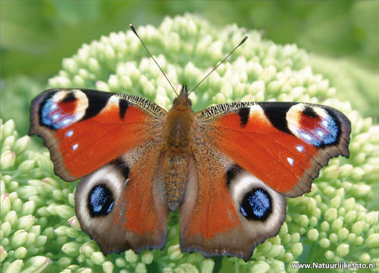 postcard butterfly European Peacock (0021)
