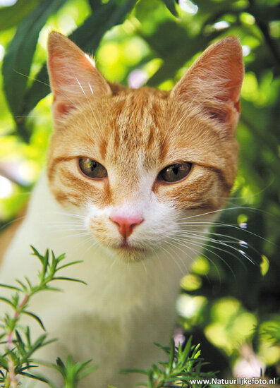 Cat postcard (0022)