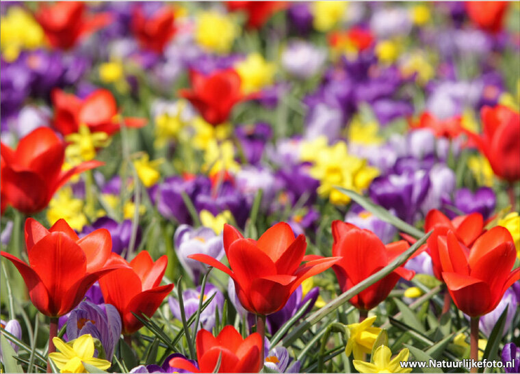 postcard various flowers (0023)