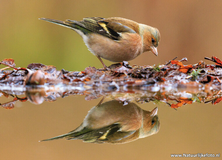 Common chaffinch postcard (0025)