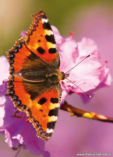 postcard butterfly little fox (0026)