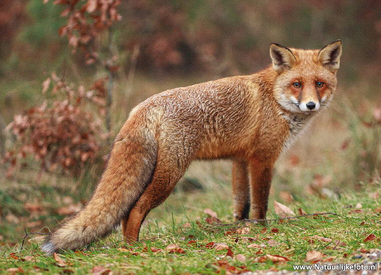 postcard fox - wildlife postcards (0027)